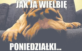 Zmęczony pies uwielbia poniedziałki